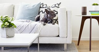 a dog sitting on a couch