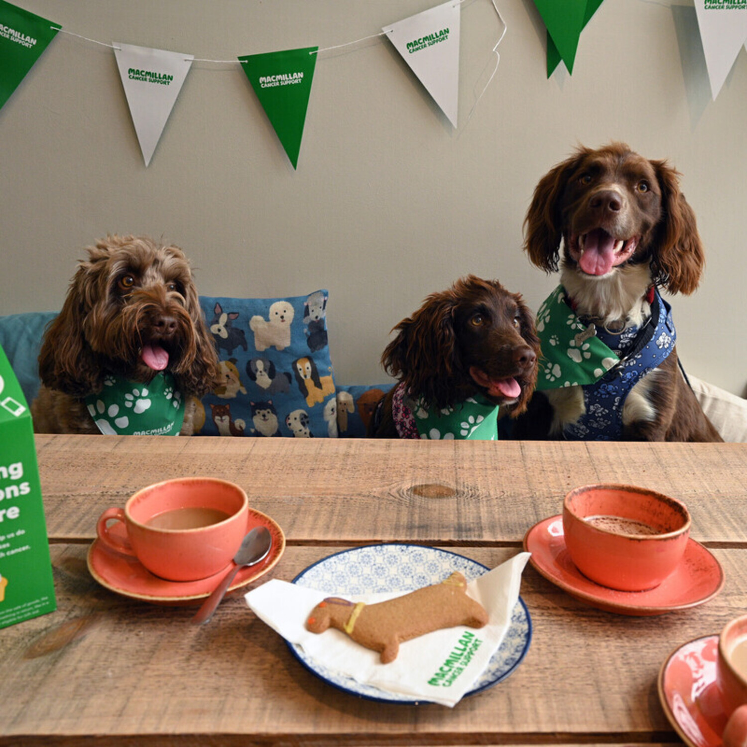 Three dogs wearing Macmillan Cancer Support neckerchiefs sit on a bench at a fundraising coffee morning.