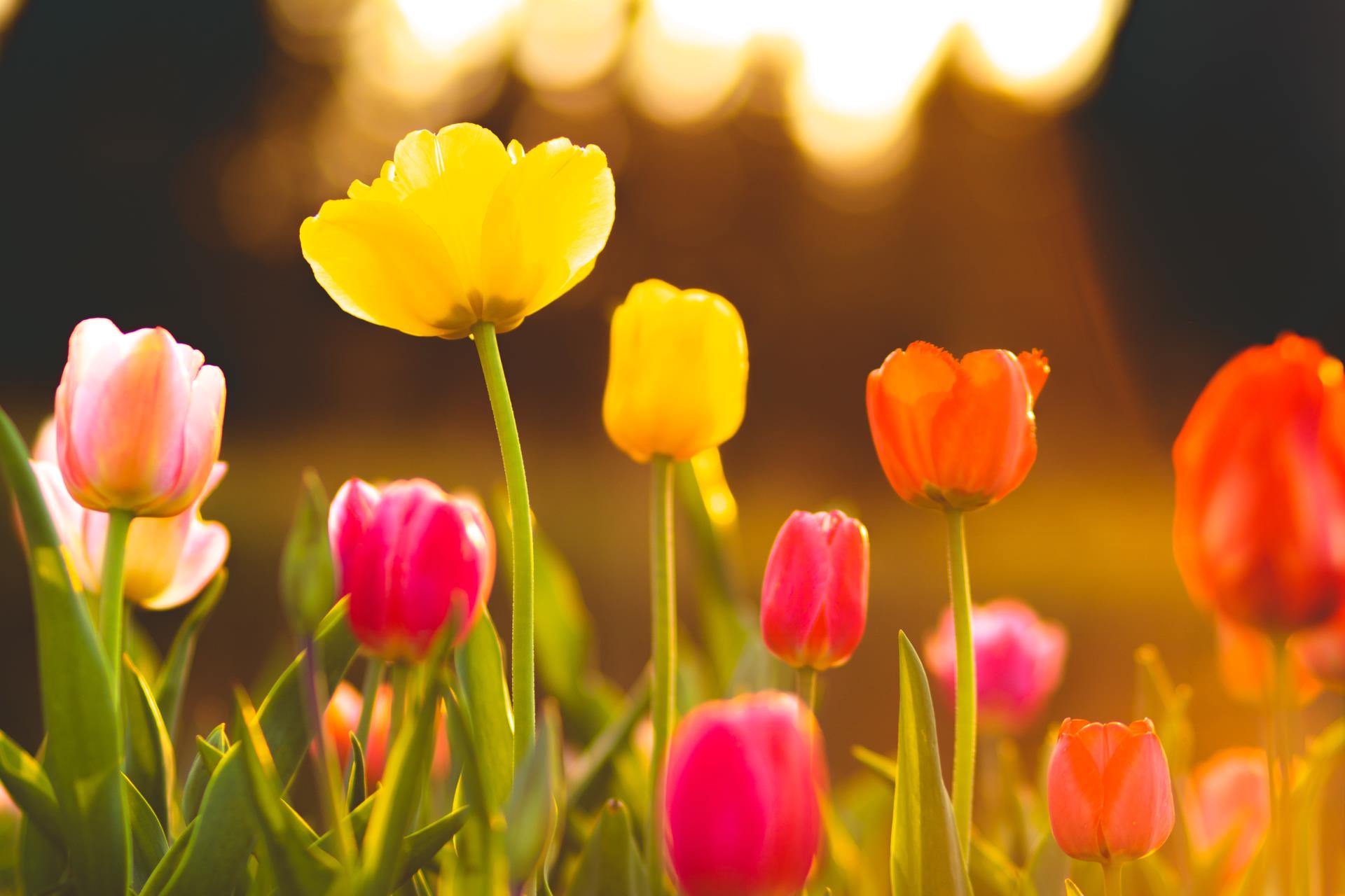 McCarthy Stone Tulips 
