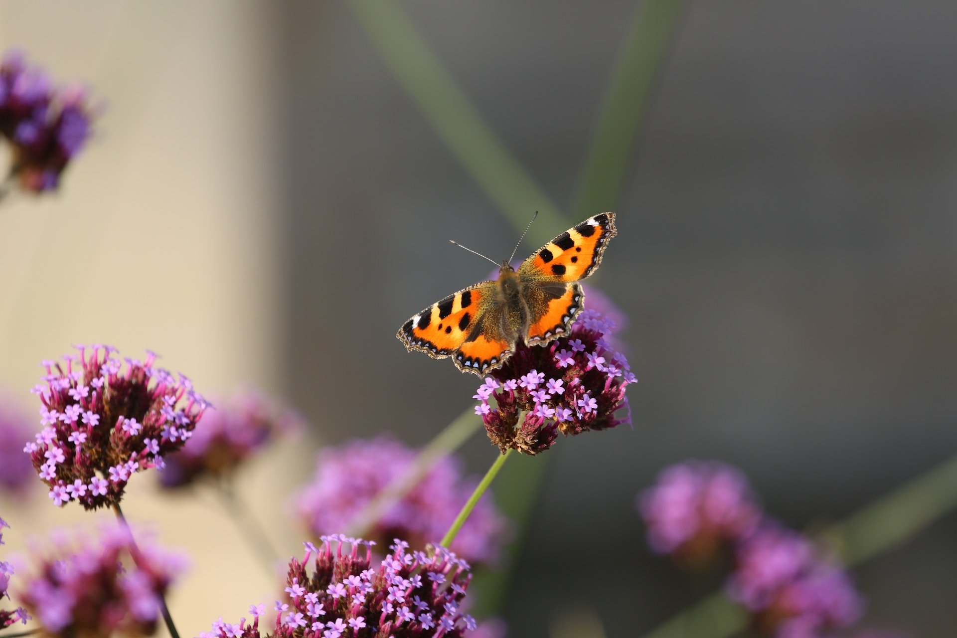 Butterfly on lavender