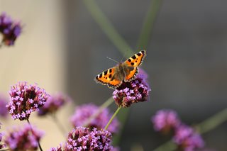 Butterfly on lavender