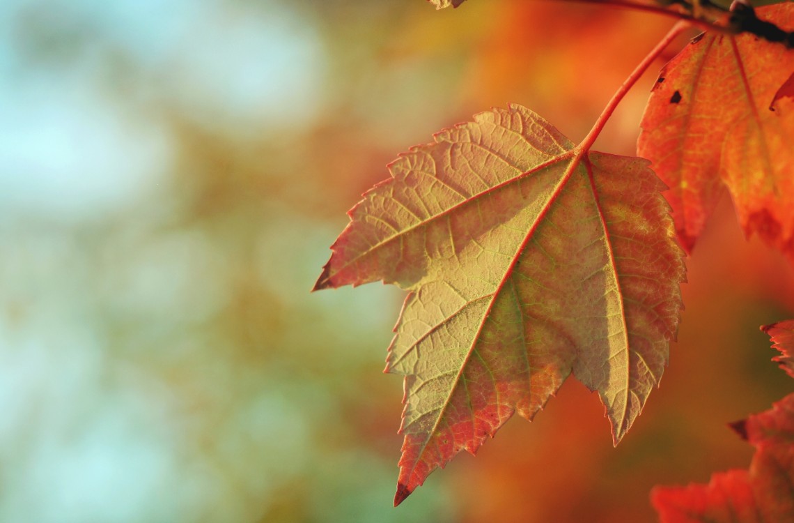 a close up of a leaf
