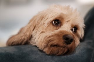 Best dog for retirement cavapoo