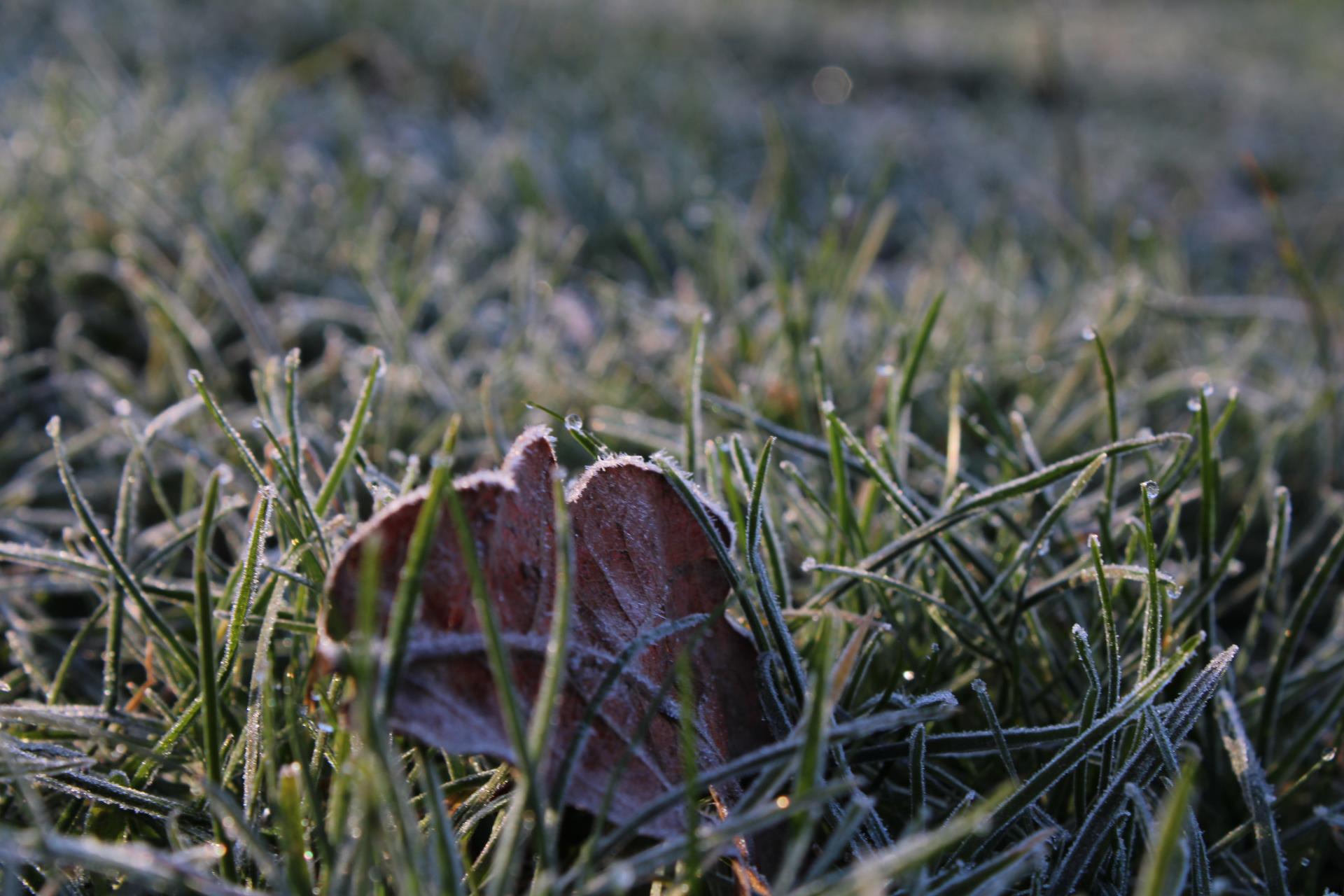 a mushroom growing in the grass