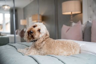 a dog sitting on a bed