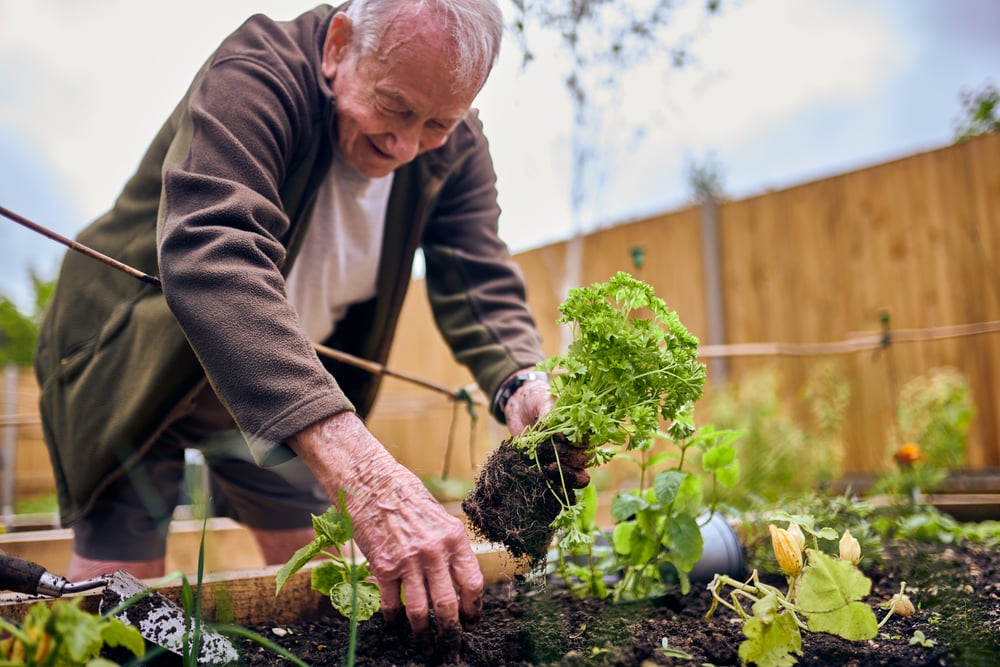 Homeowner gardening at communal gardens at a McCarthy Stone development