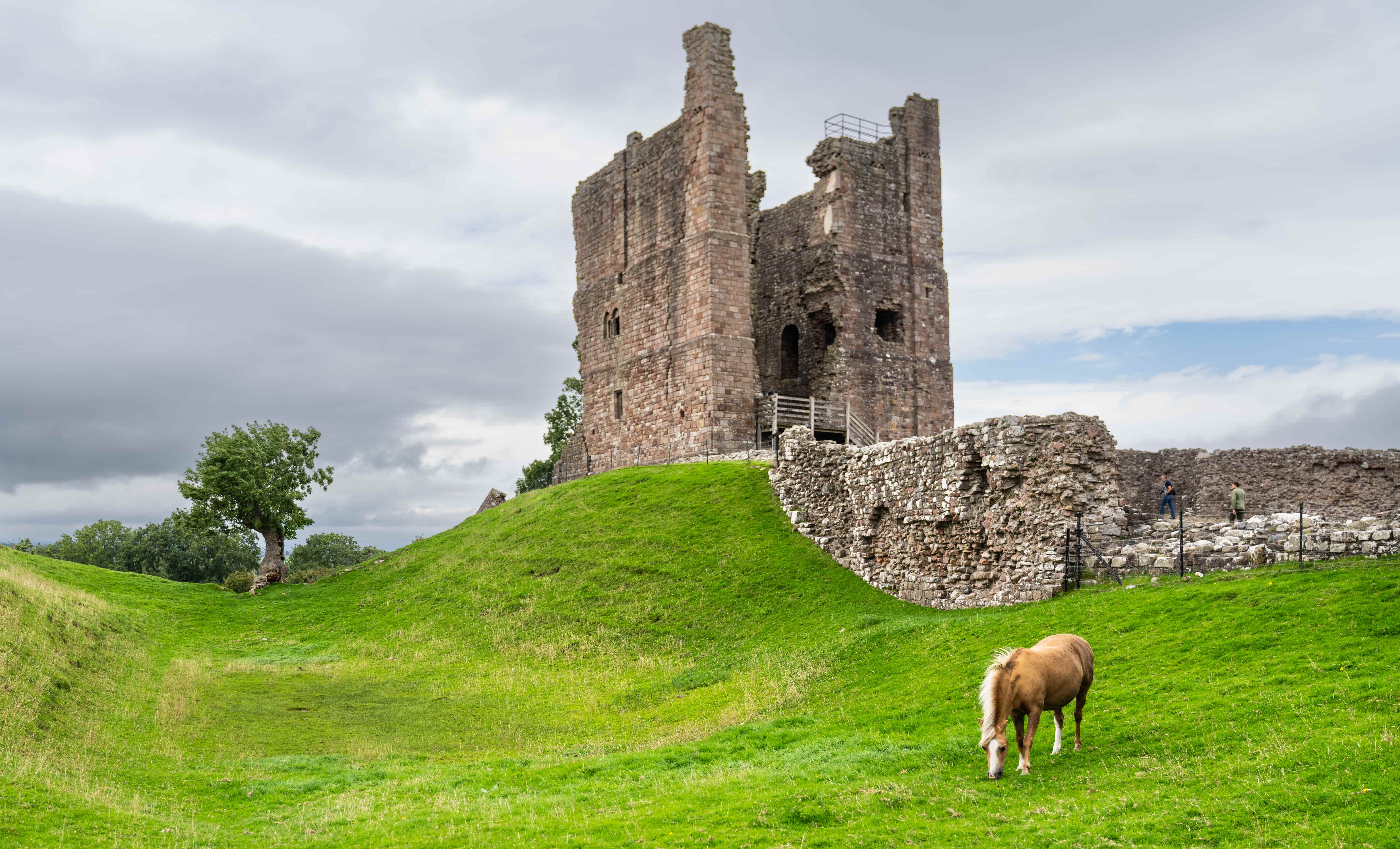 a cow grazing on a hill