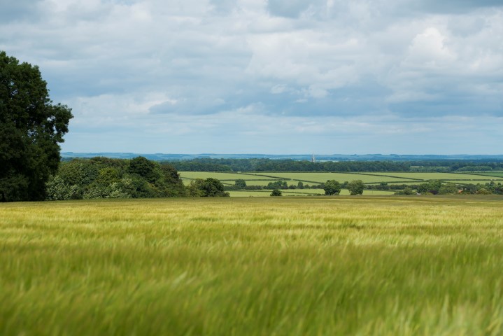 a grassy field with trees in the background