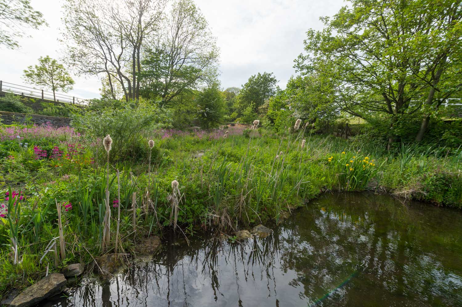 a pond with grass and trees