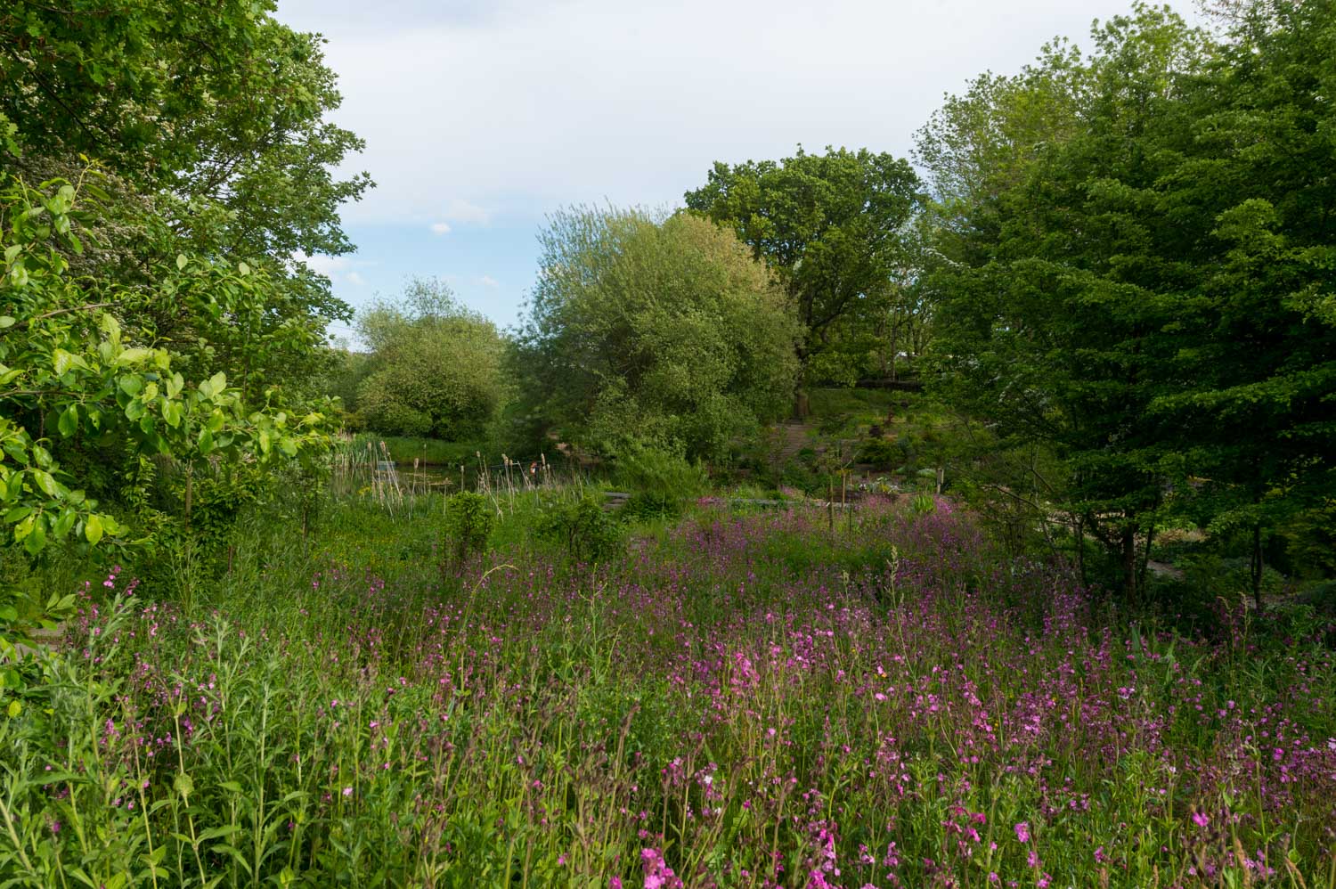 a field of flowers