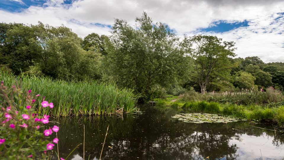 a pond with trees and plants