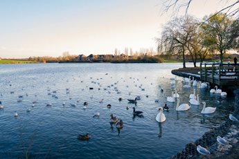 a group of swans in a lake