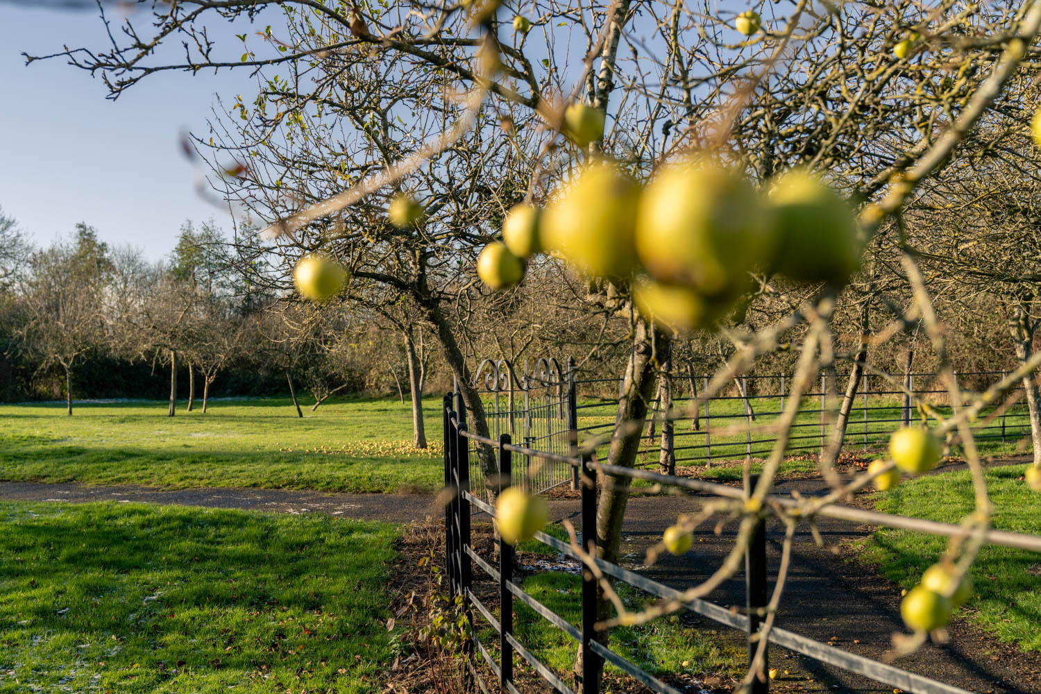 a tree with yellow fruit growing on it