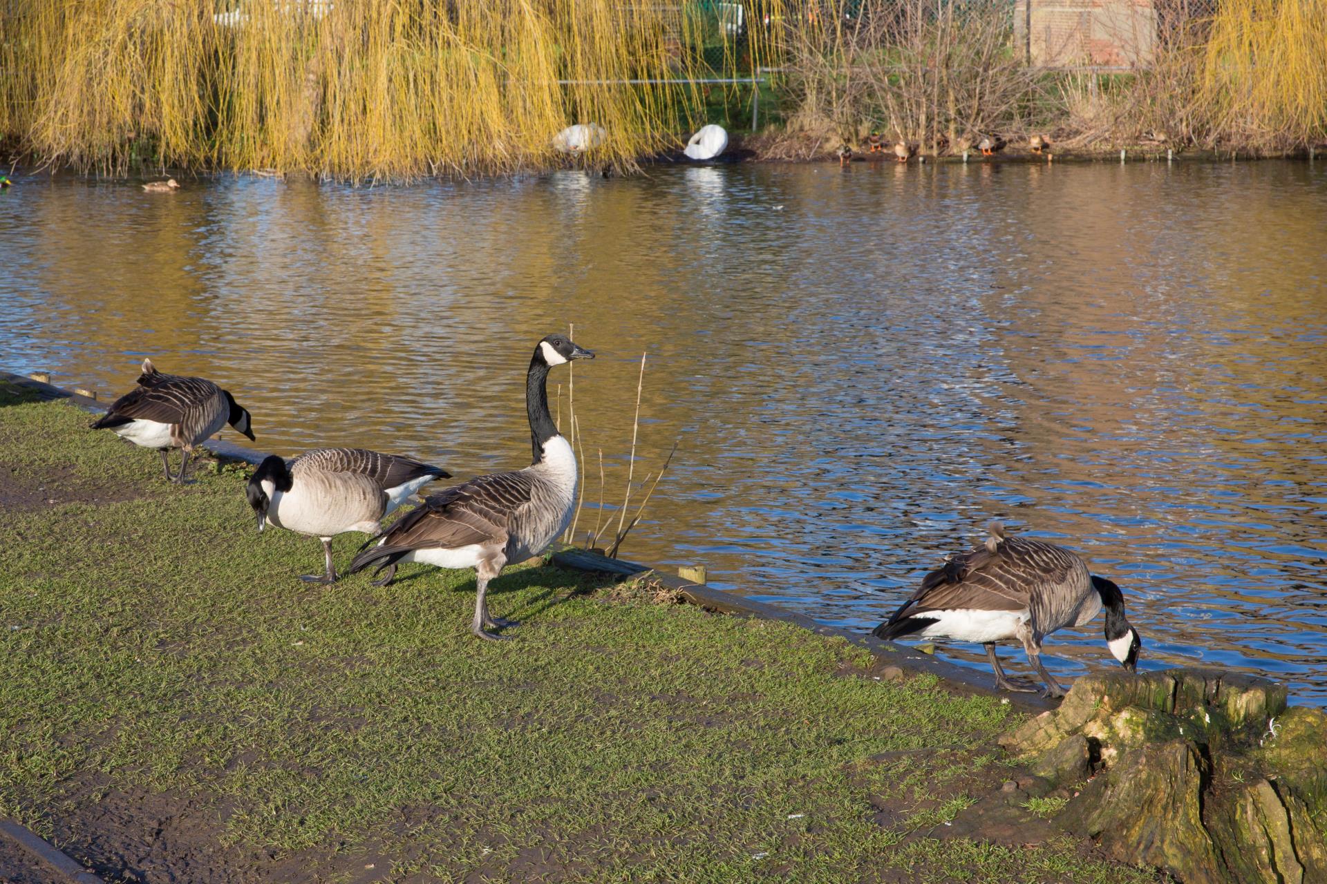 a group of geese on a pond