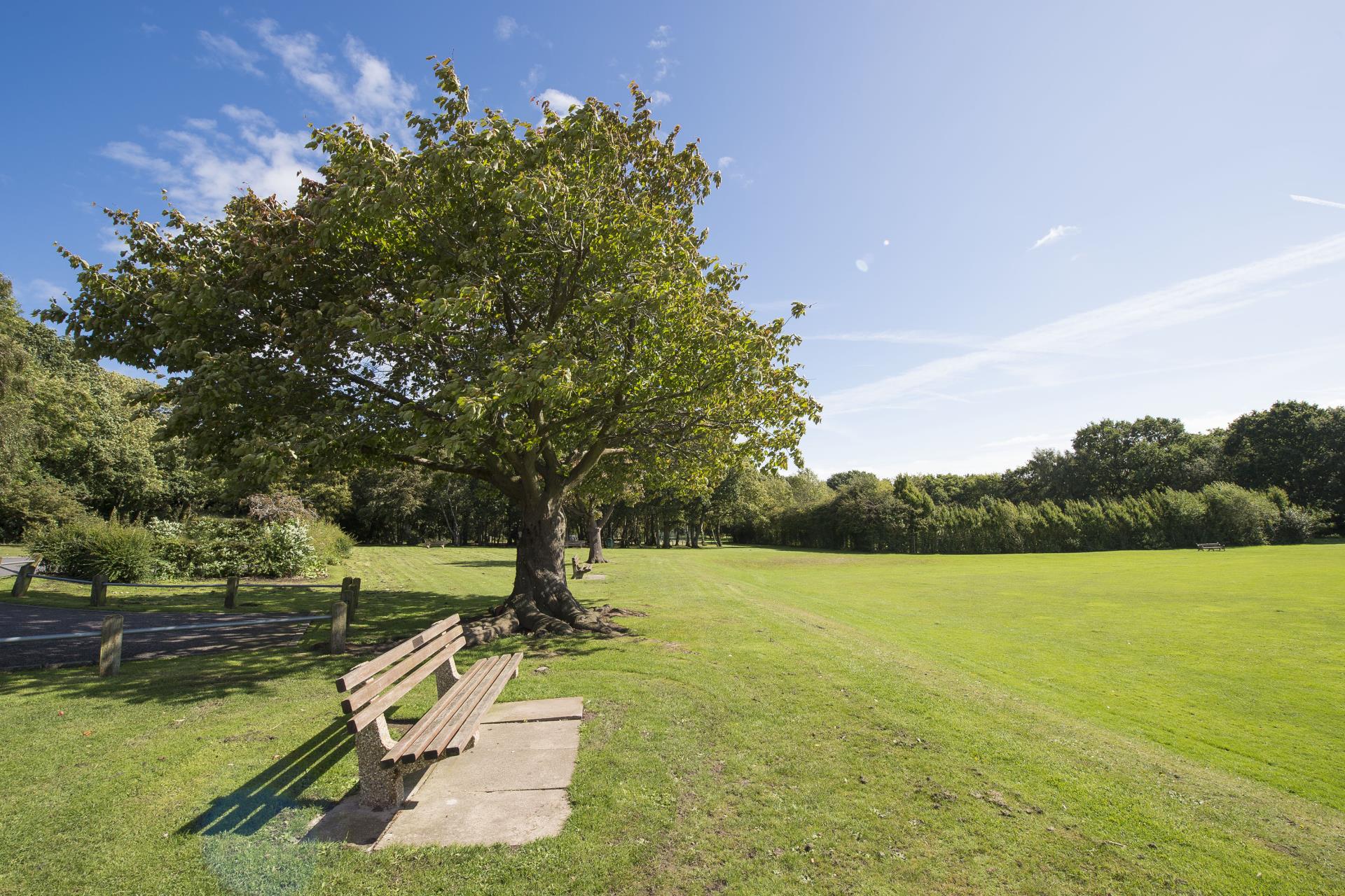 a tree in a park