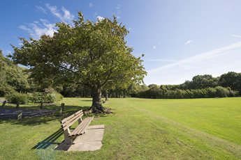 a tree in a park