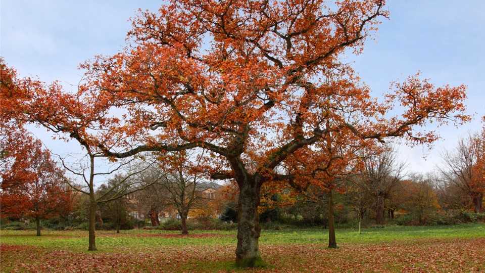 a group of trees in a field