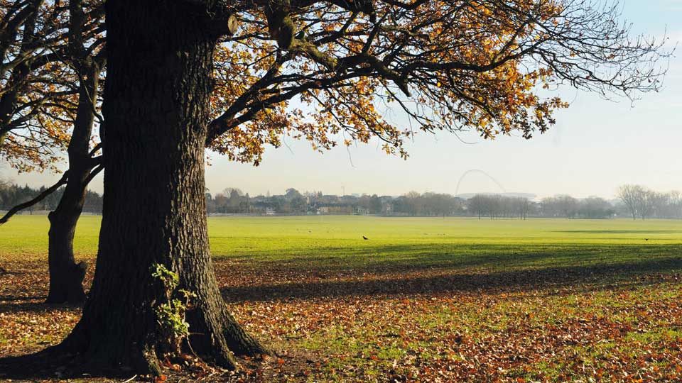 a tree in a field