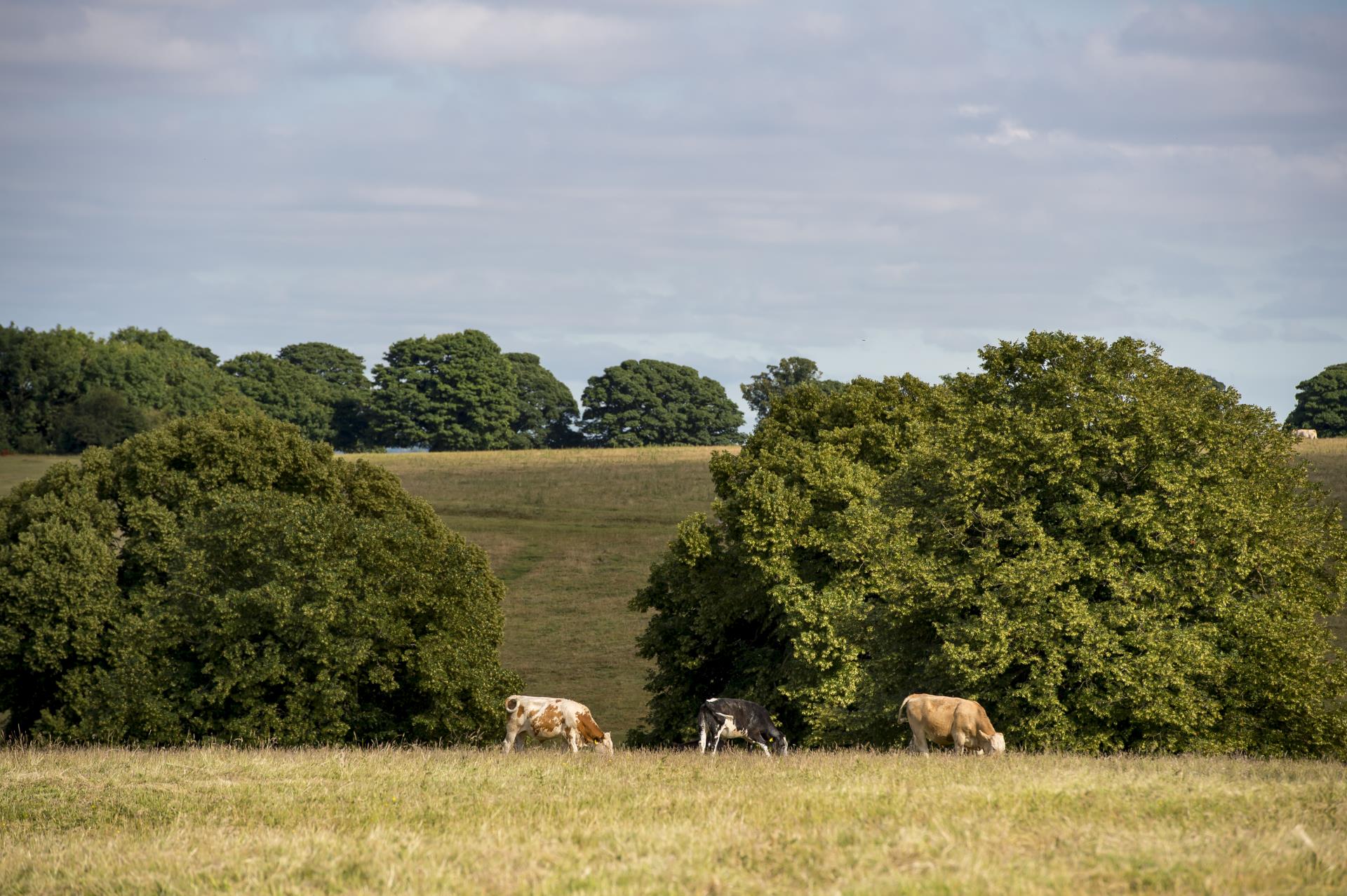 a group of animals stand in a field by a body of water