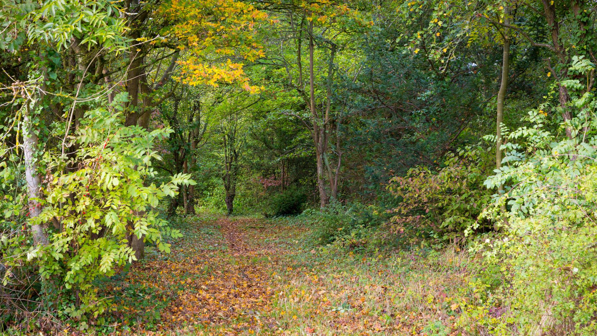 a path in the woods