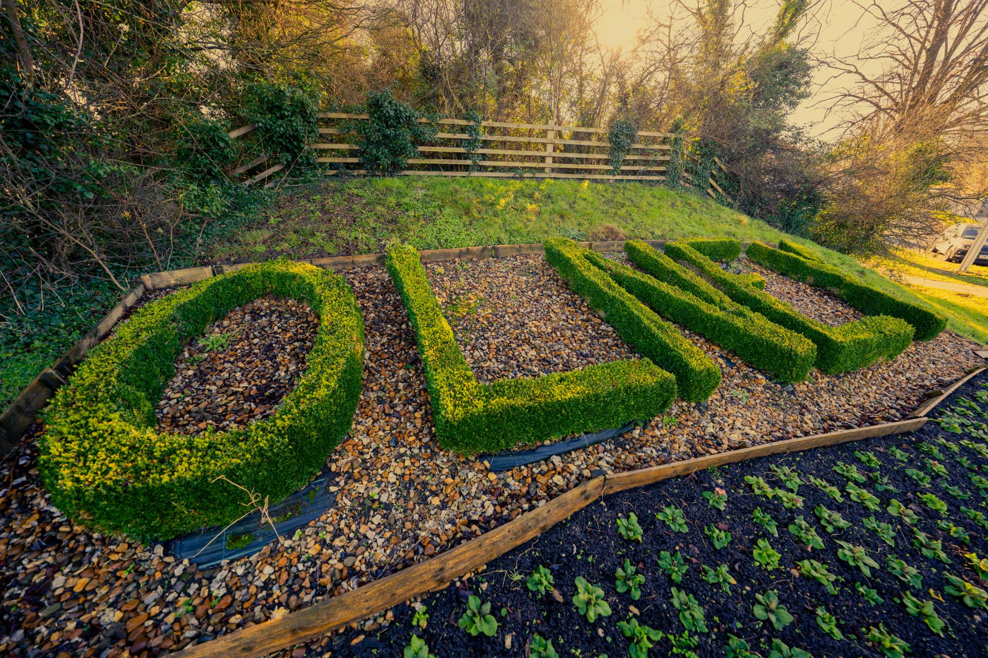 rows of green plants