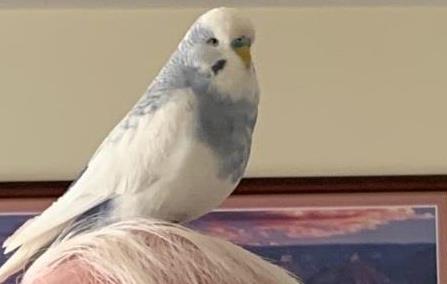 kevin pet budgie