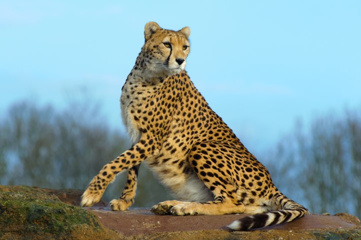 a cheetah sitting on a rock