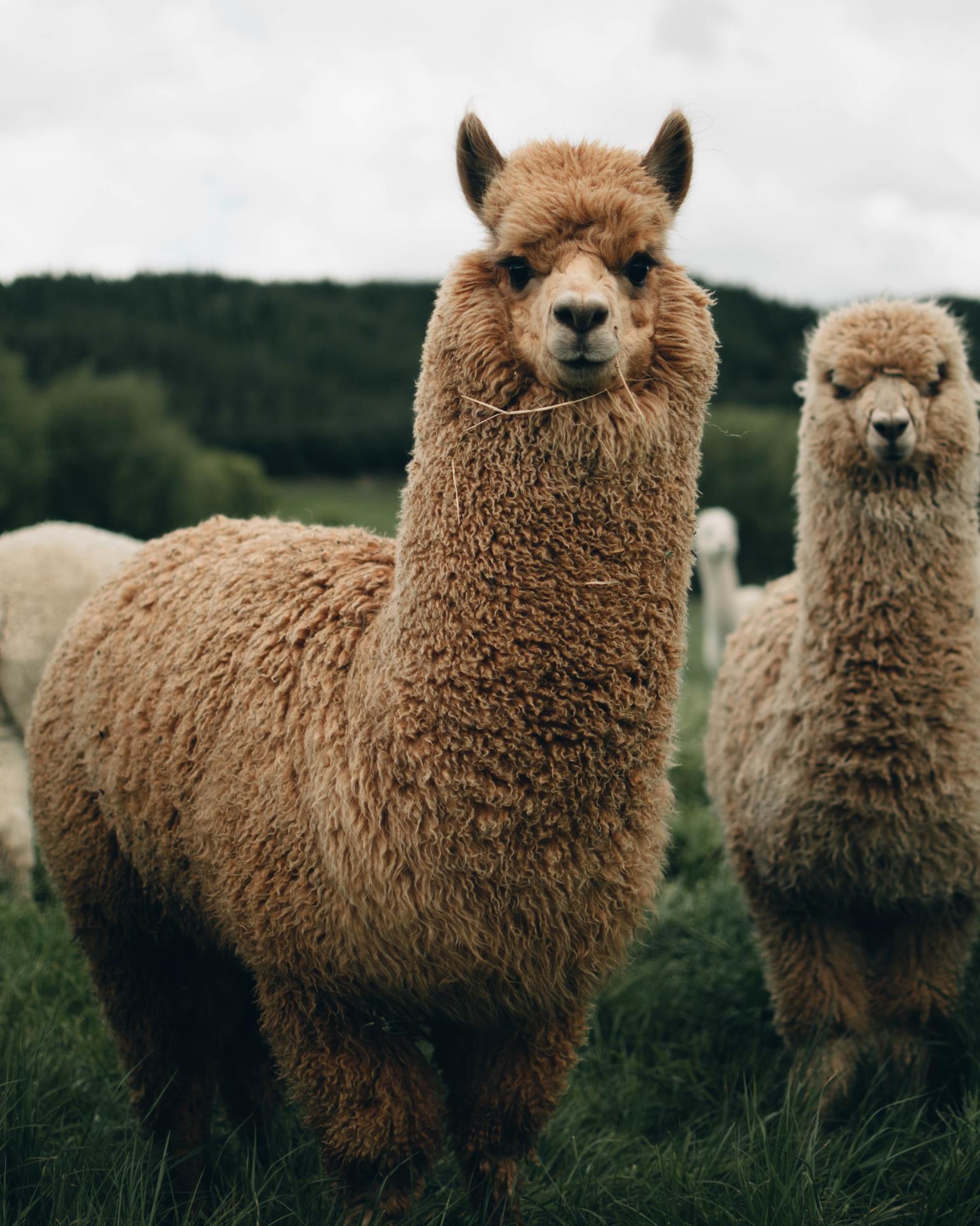 alpacas