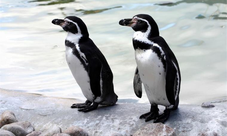 Chester Zoo