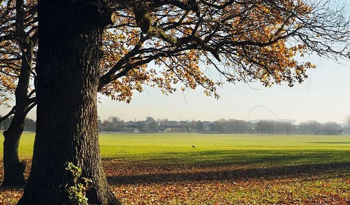 a tree in a field