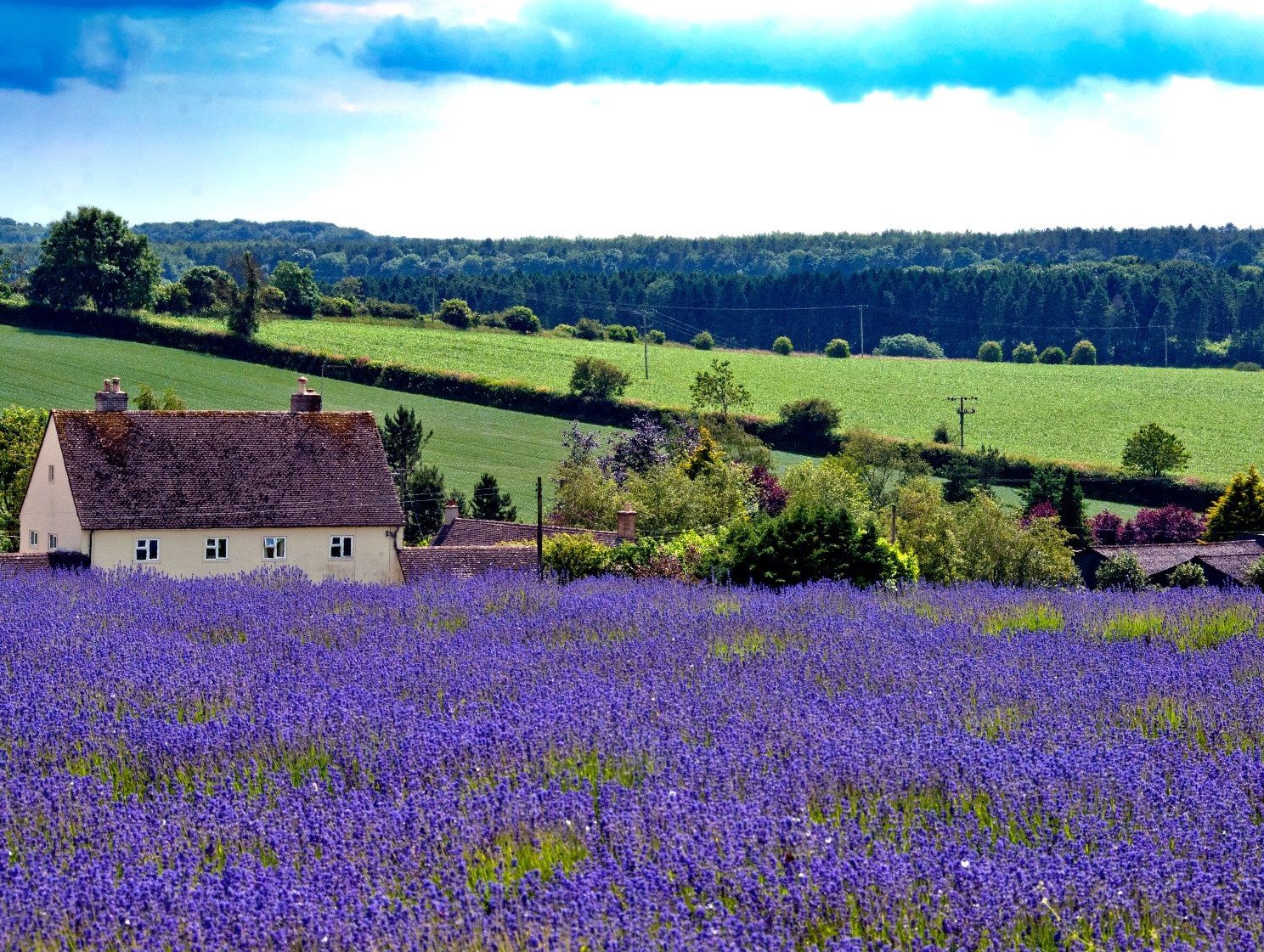 a house in a field of flowers
