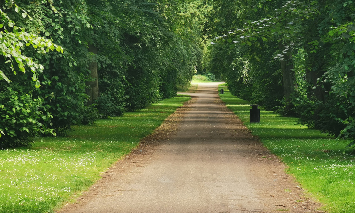 a path through a forest
