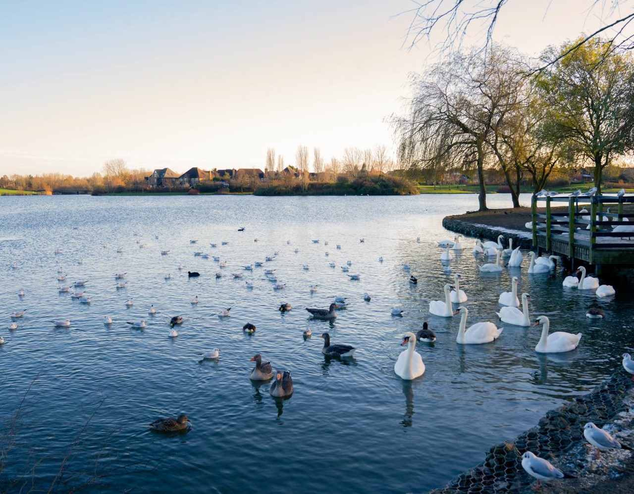 a group of swans in a lake