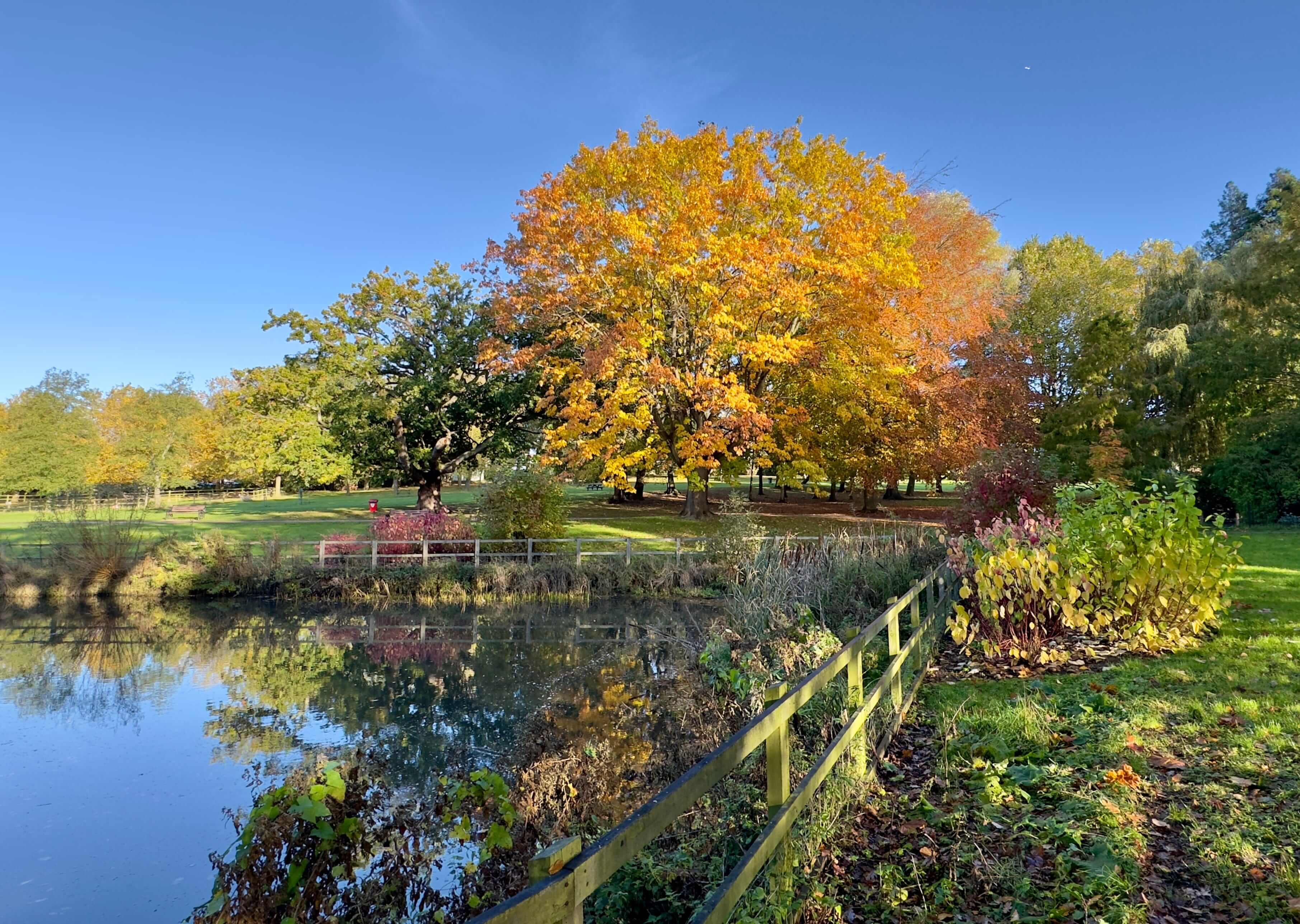 a river with trees around it