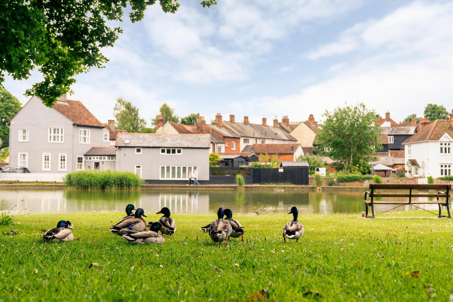 Ducks on the grass close to a river in Great Dunmow, Essex.