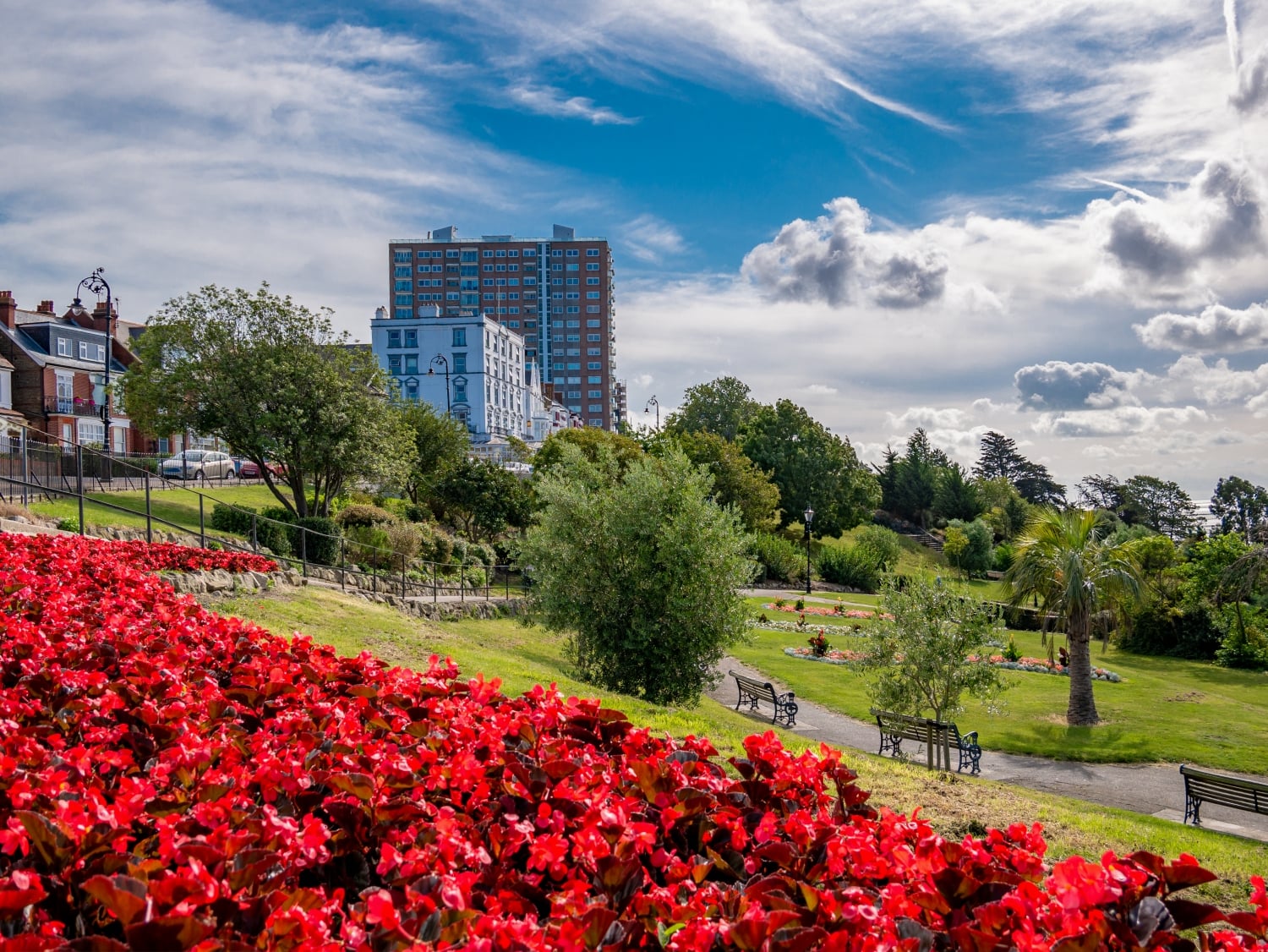 Red flowers in a park in Southend, with buildings in the background.