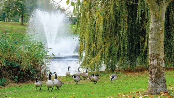 a group of geese in a park