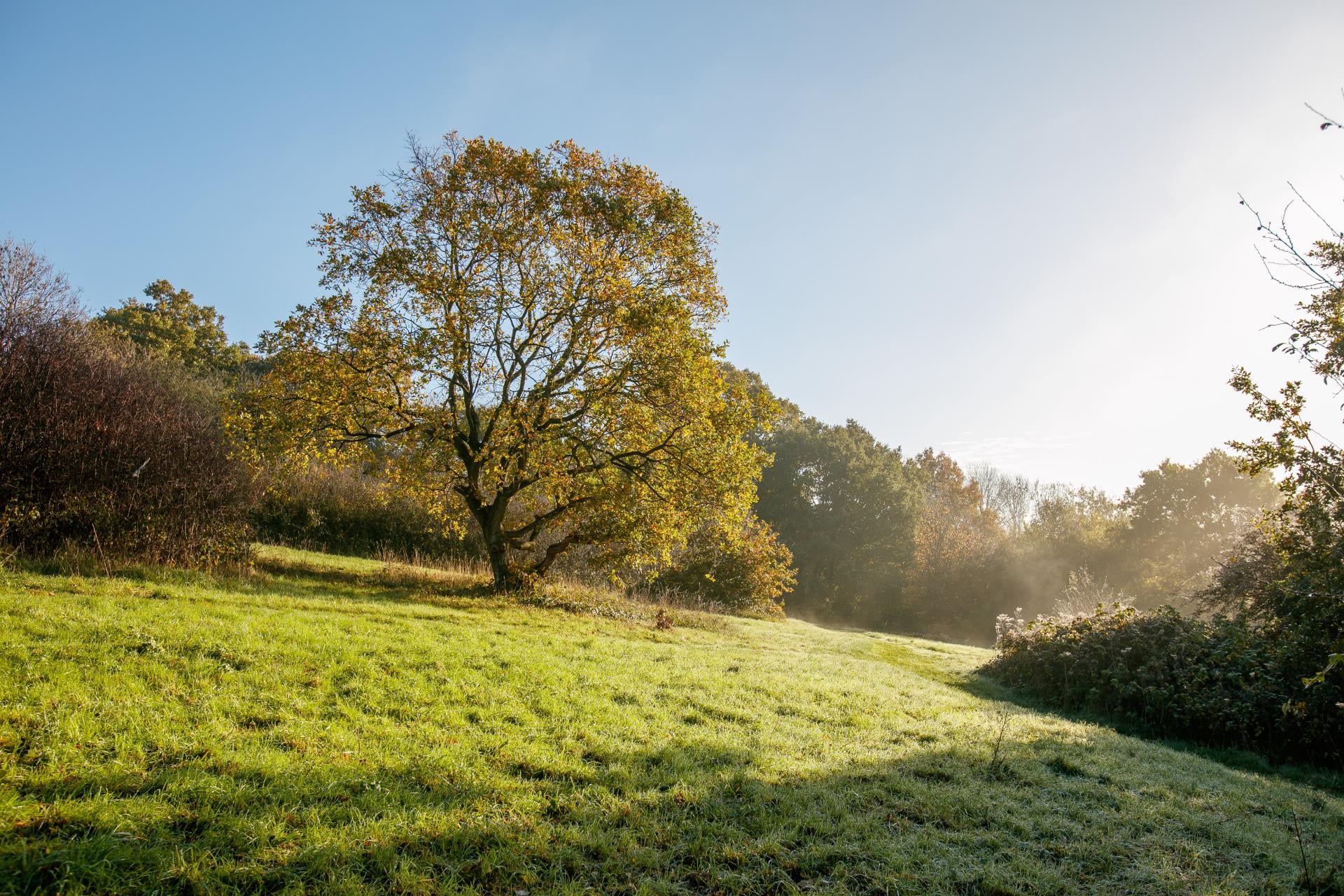 a grassy field with trees
