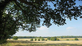 a large tree in a field