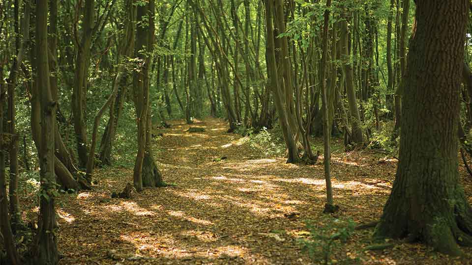 a forest with trees