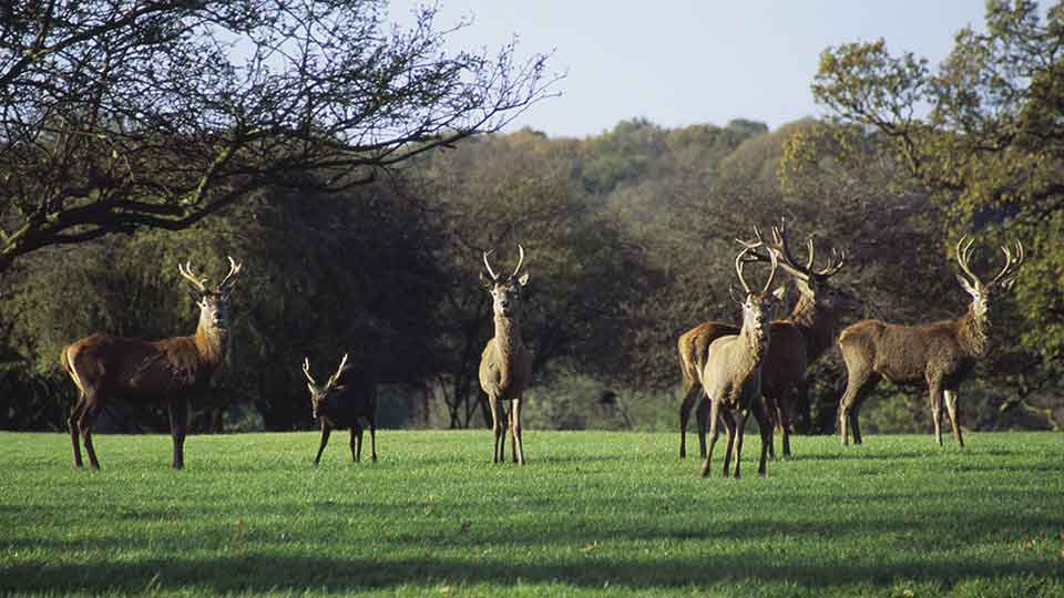 a group of deer in a field