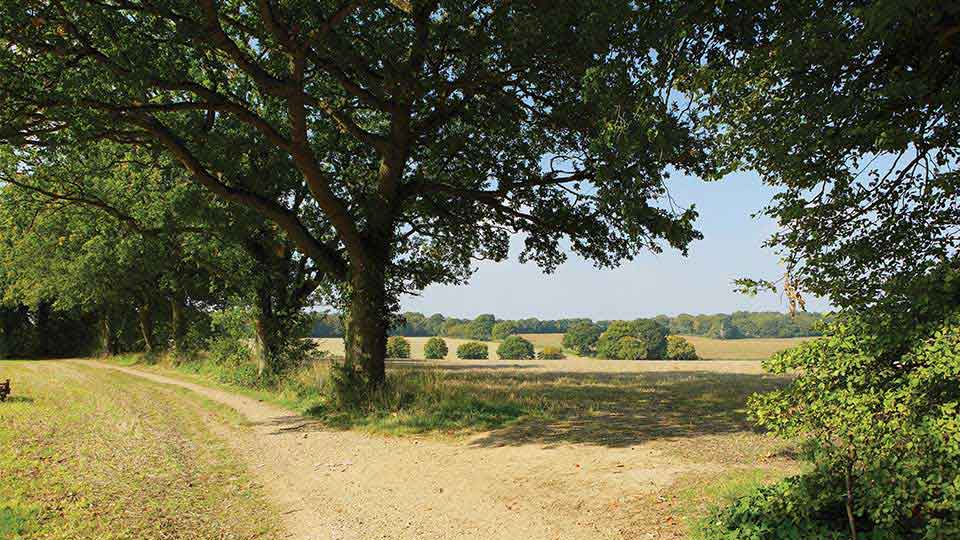 a dirt road with trees and grass
