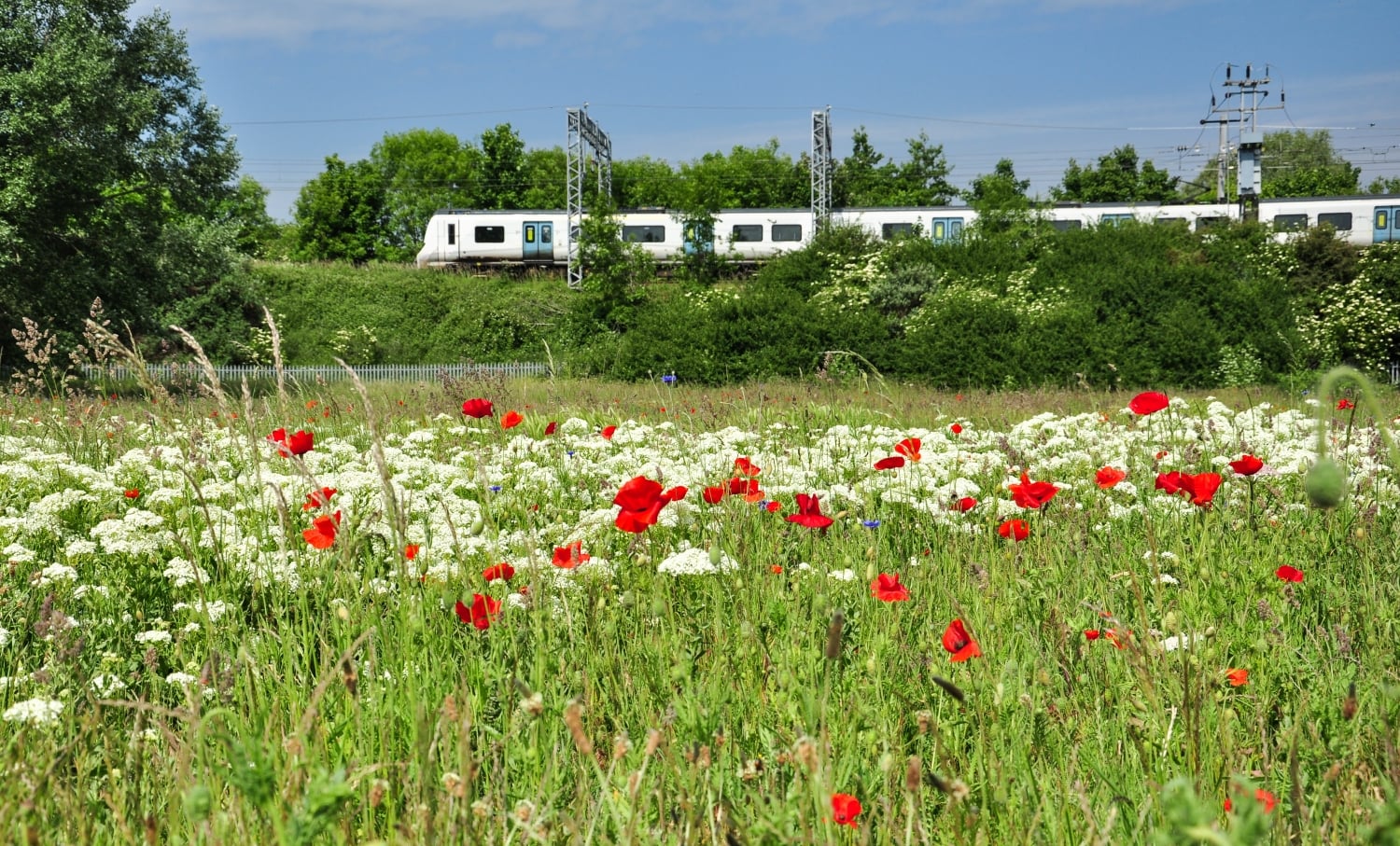 a field of flowers with a train in the background