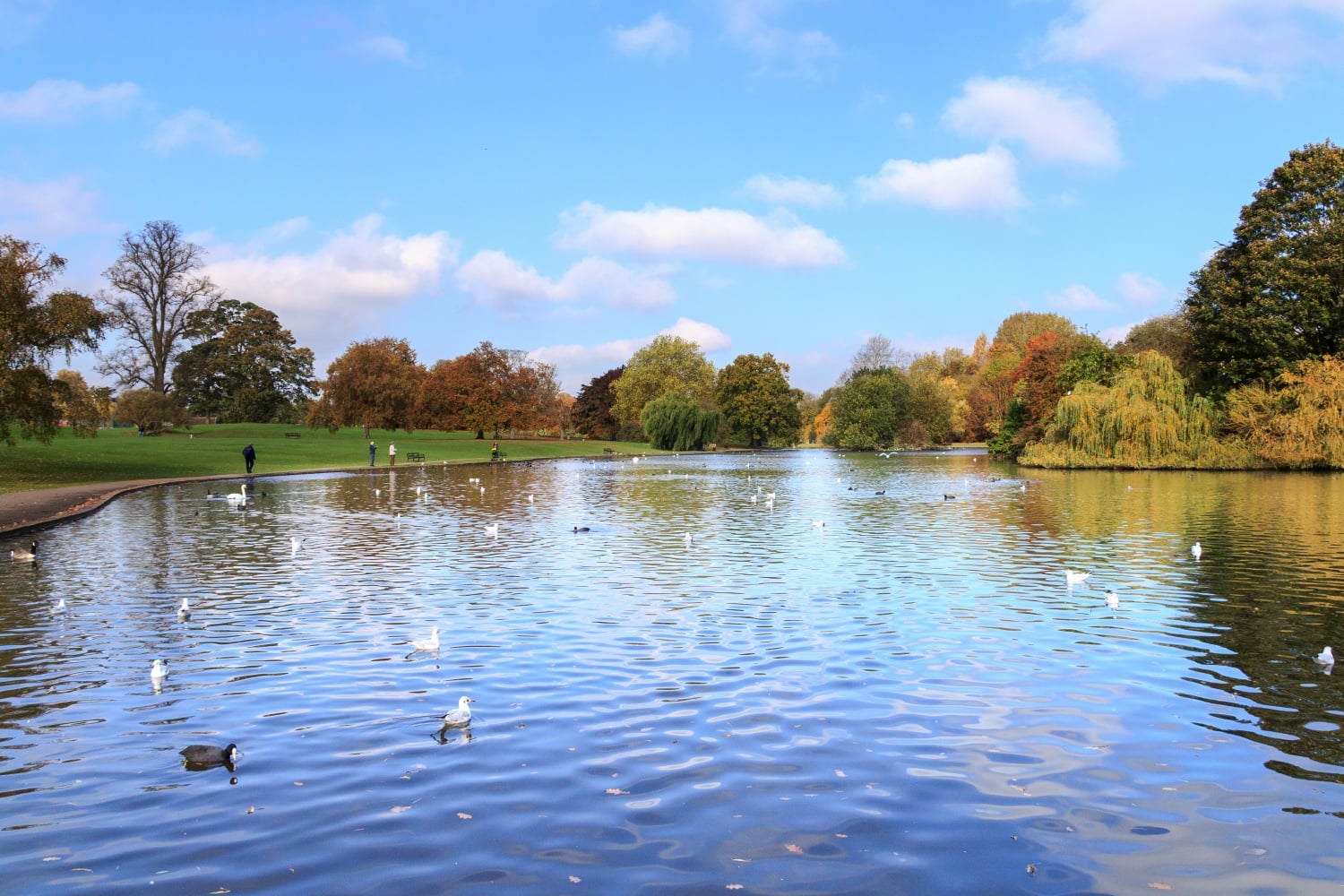 Gulls and swans on the lake at Verulamium Park, with people walking along a path.