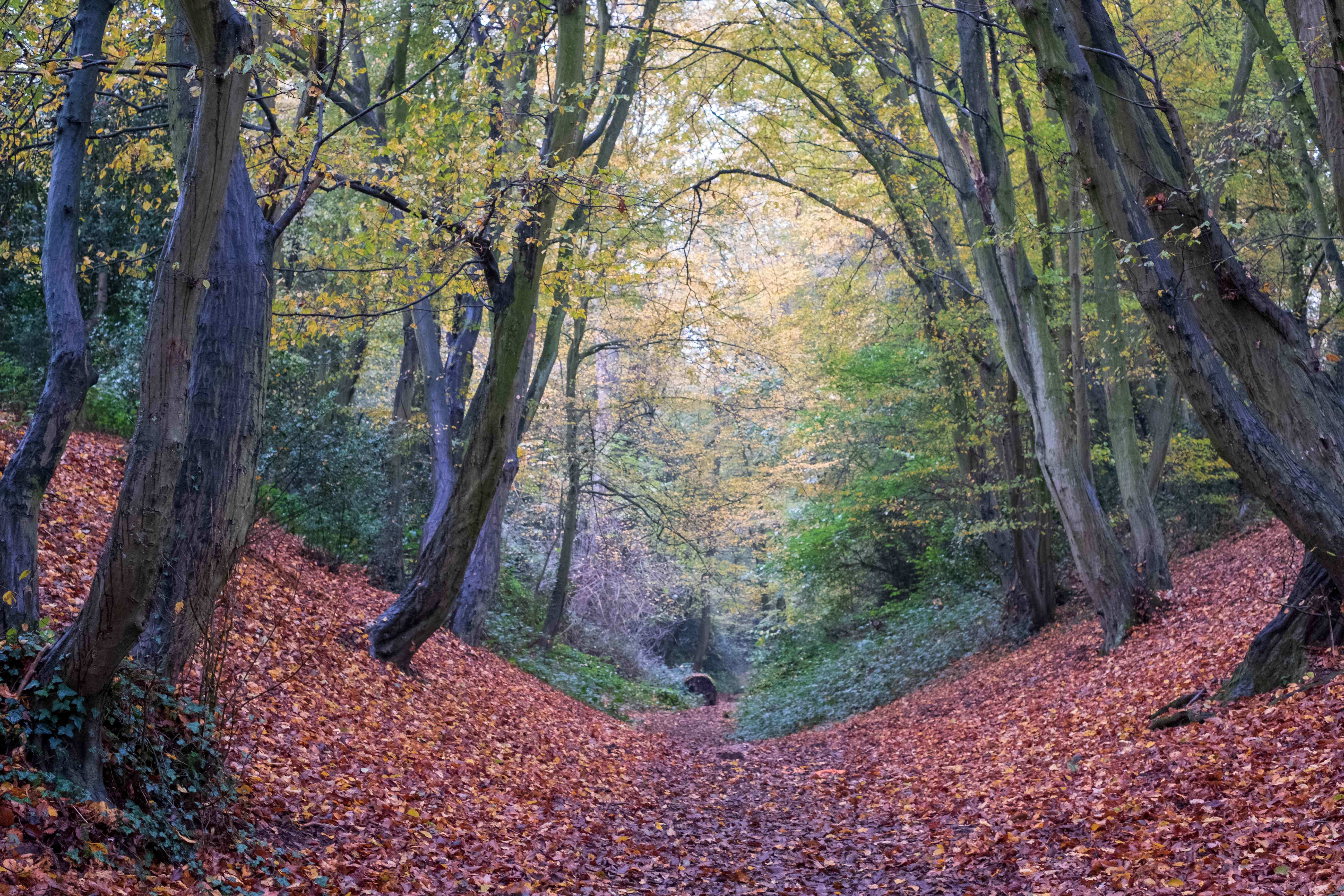 Devil's Dyke, Wheathampstead Hertfordshire, photographed in autumn. The pathway through the trees is an ancient earthworks.