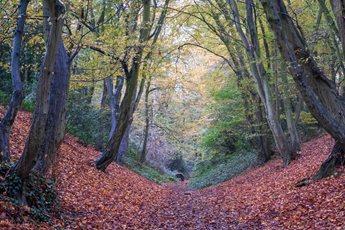 Devil's Dyke, Wheathampstead Hertfordshire, photographed in autumn. The pathway through the trees is an ancient earthworks.