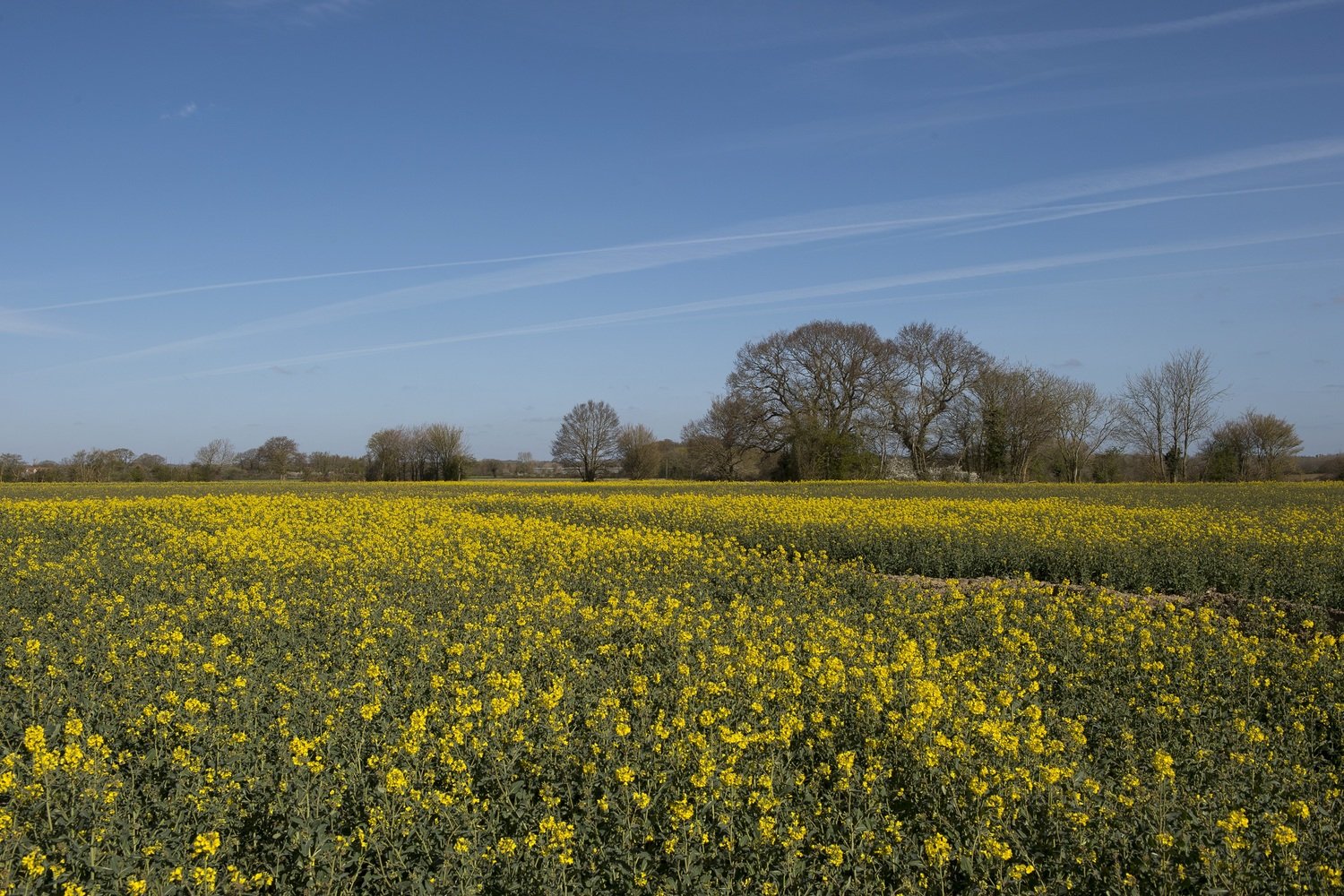 A field of yellow flowers in Harleston, Norfolk