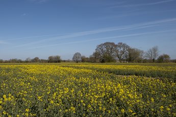 Harleston Local Area 