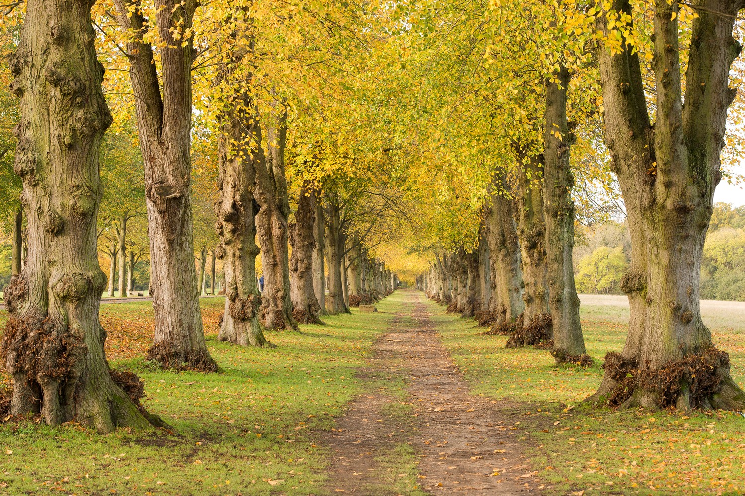 A row of tall trees line a wooded path in Oakwood.