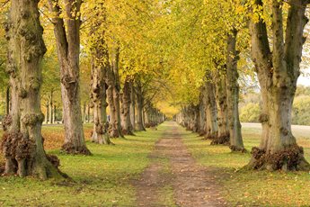 A row of tall trees line a wooded path in Oakwood.